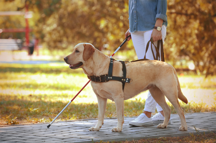 Content Marketing - International Guide Dogs Day - Scatter