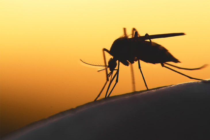 Content Marketing - World Malaria Day - Scatter