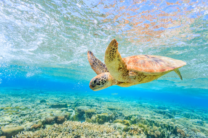 World Turtle Day - Content Marketing Ideas - Scatter